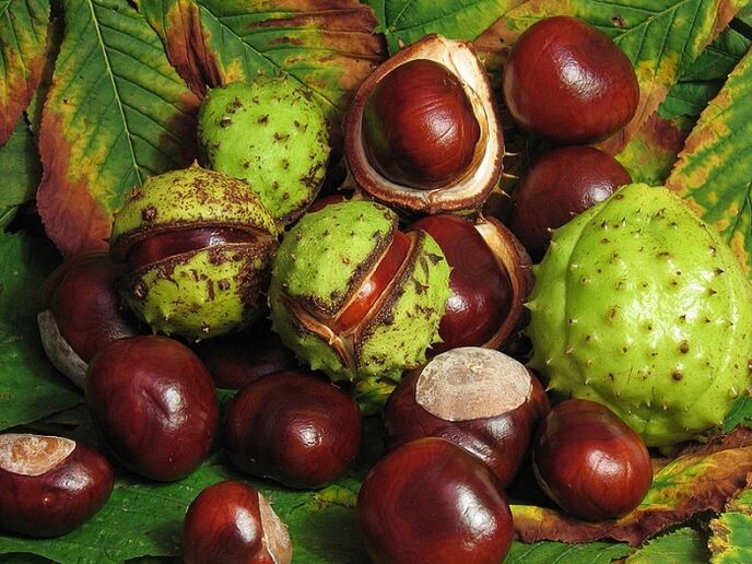 Horse chestnut for preparing an infusion from VRV