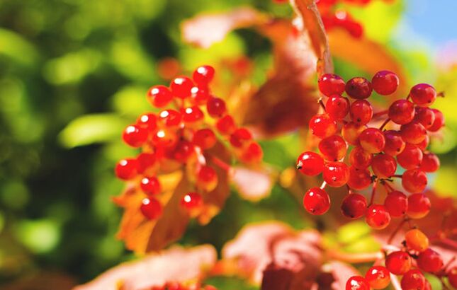 Viburnum berries help treat varicose veins