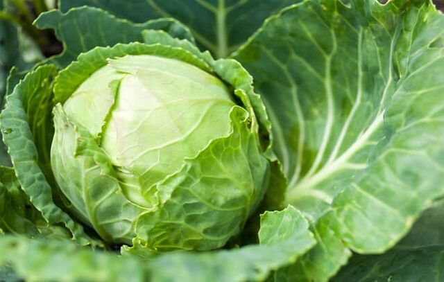 White cabbage is used for therapeutic dressings for varicose veins. 